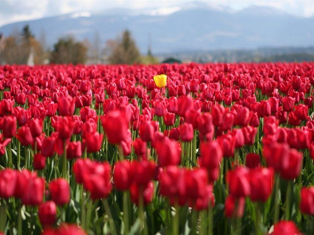Red Tulip Hotel Angeles Bagian luar foto